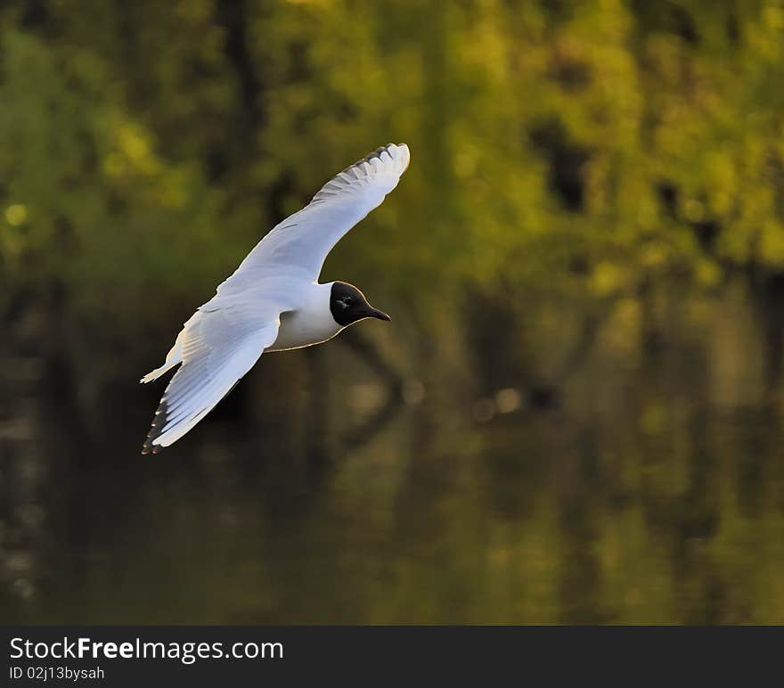 Black headed gull soaring on a green lake. Black headed gull soaring on a green lake