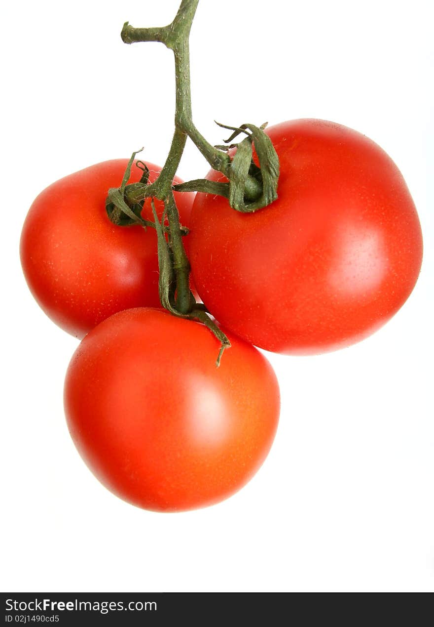 Tomato cherry on branch on white background