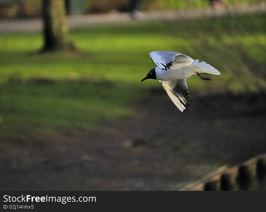 Black headed gull soaring in a park. Black headed gull soaring in a park