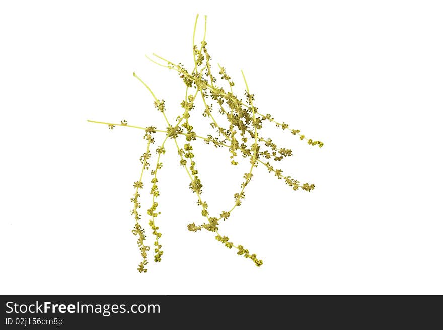 Oak Catkins