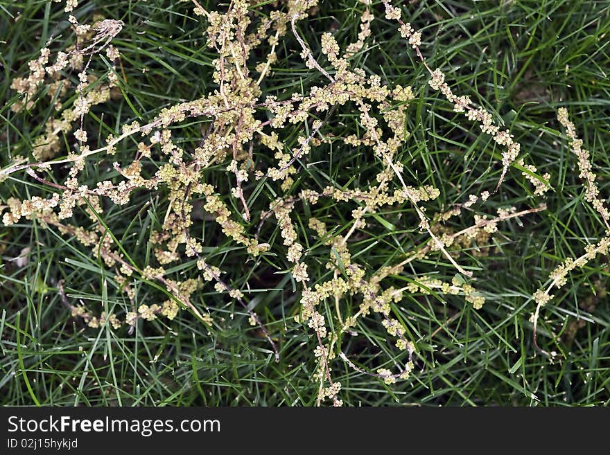 Oak Catkins on Grass