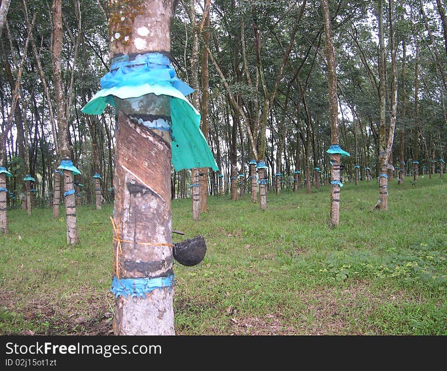 Cutting the rubber tree to remove the latex. The blue cover seen above is to prevent rain water enetring the container for collecting the latex. Cutting the rubber tree to remove the latex. The blue cover seen above is to prevent rain water enetring the container for collecting the latex.