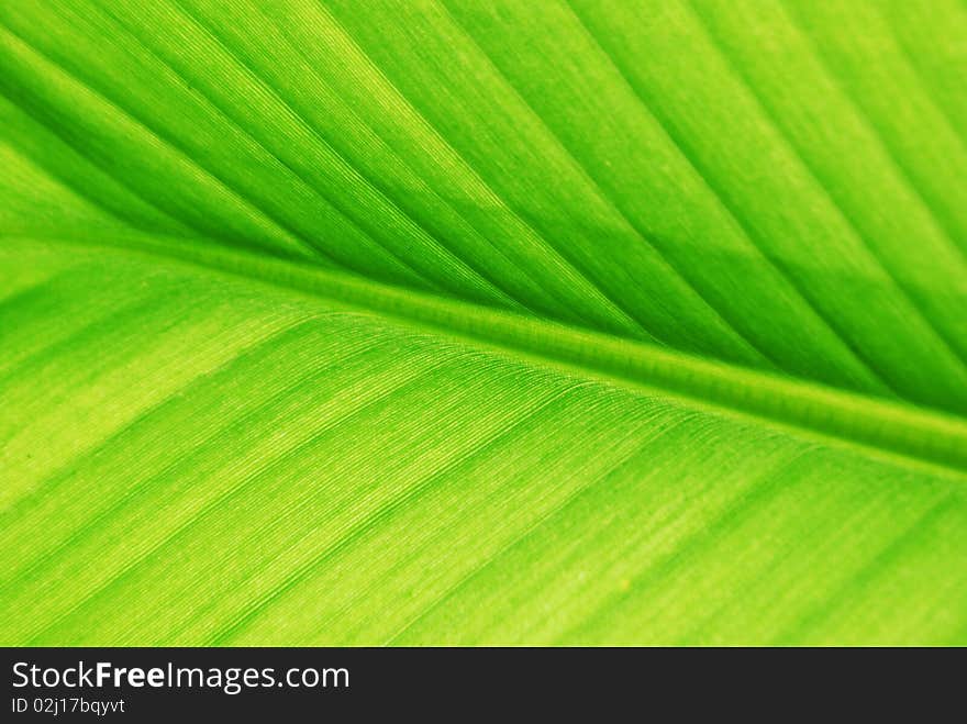 Texture of banana leaf on rainy season.