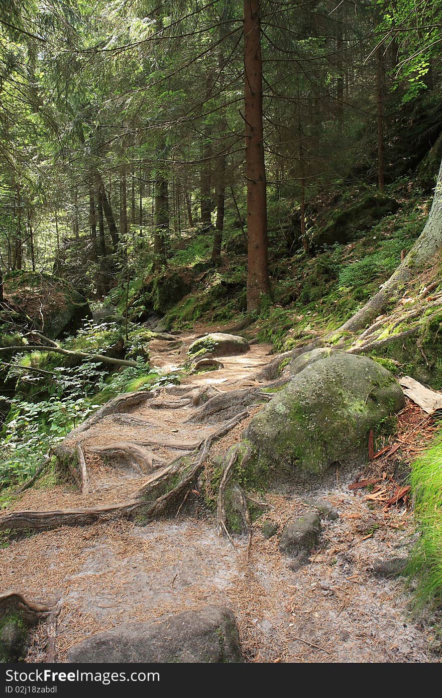 View of the road through the forest