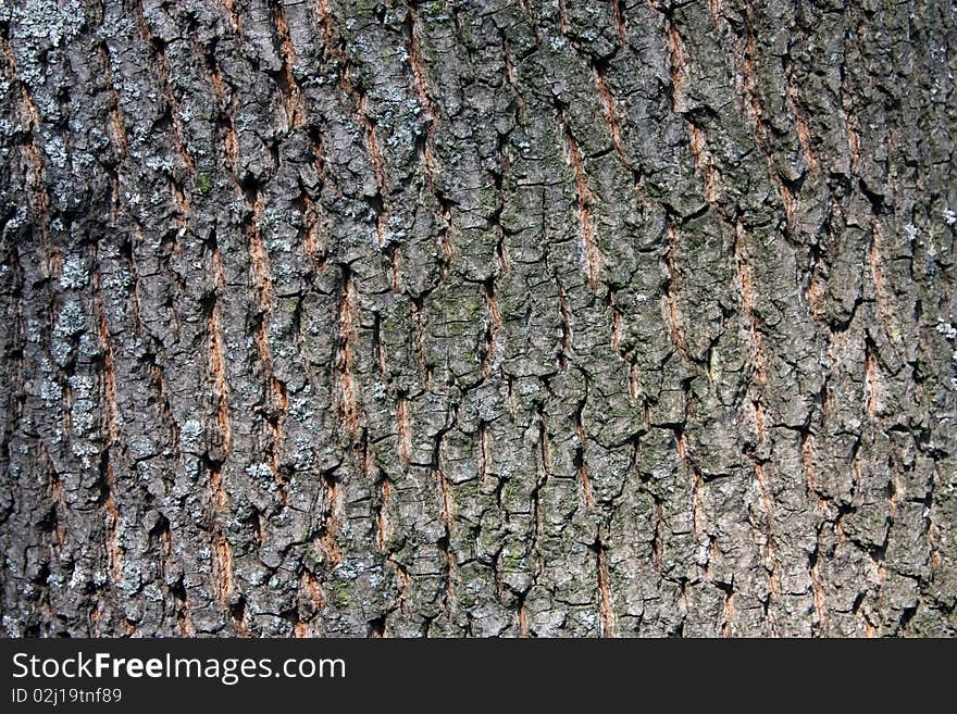 Fragment of a bark of an oak