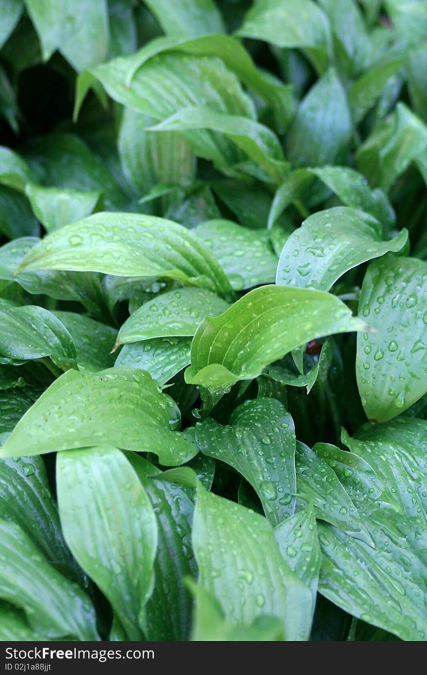 Lily leaves with dew