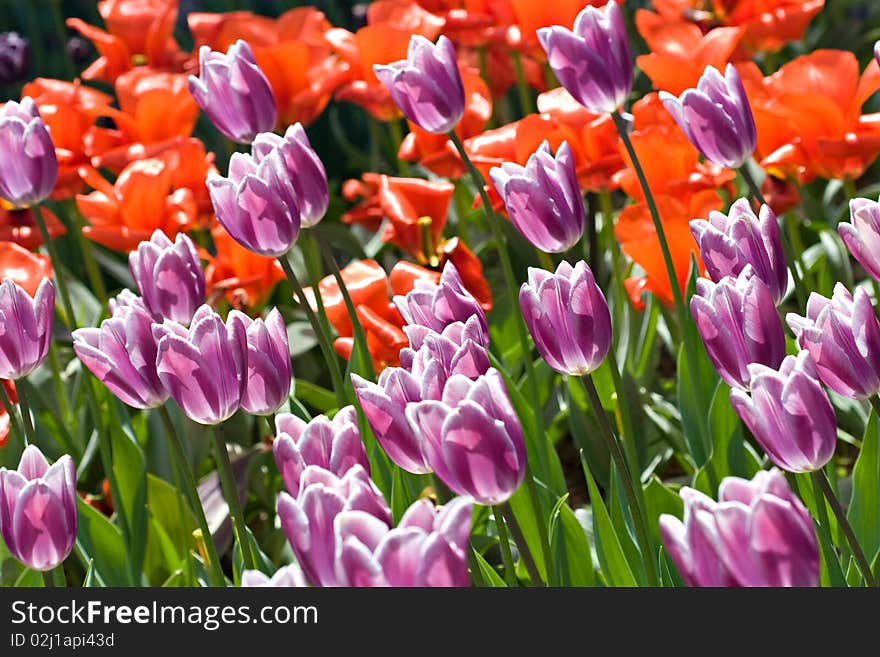 Purple And Red Blooming Tulips Field