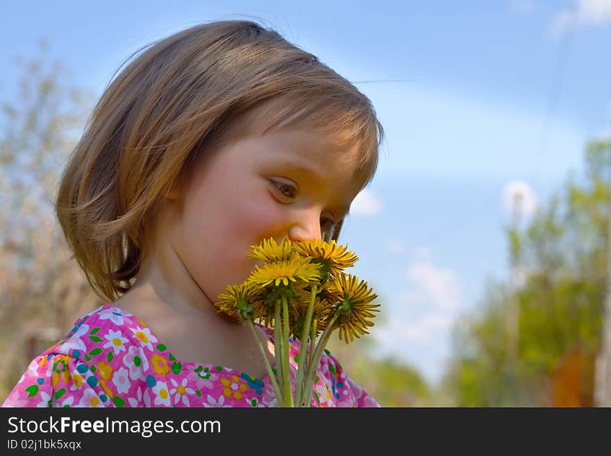 Portrait of cute little girl with yellow dandelions. Portrait of cute little girl with yellow dandelions