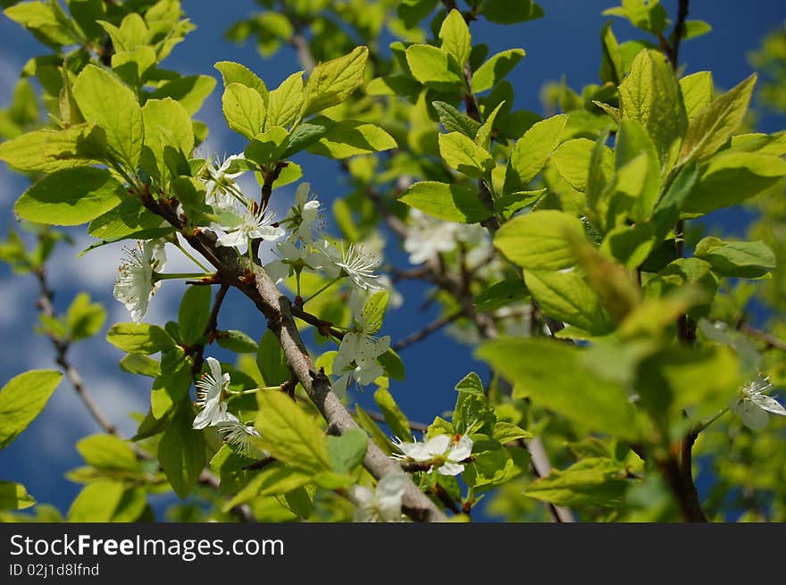 Green leafs and white flowers in springtime against the sky