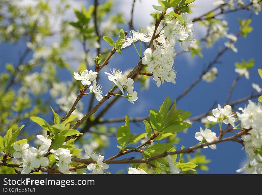 White flowers in springtime against the sky