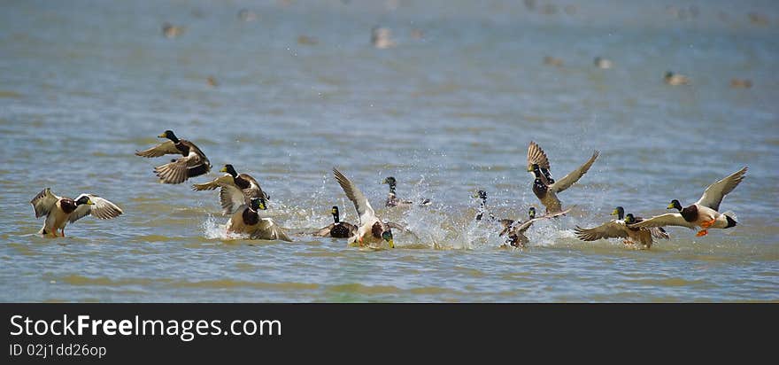 Fighting Mallards