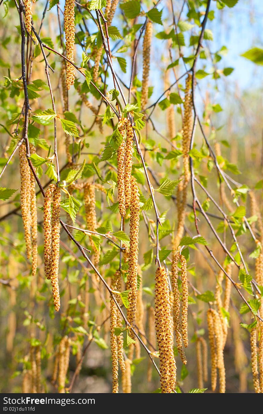 Birch Branches