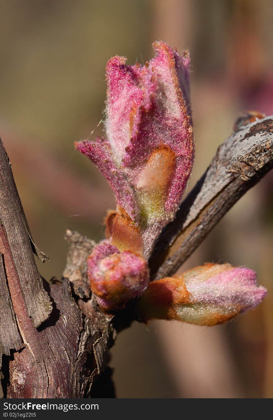 Bud of grape in spring