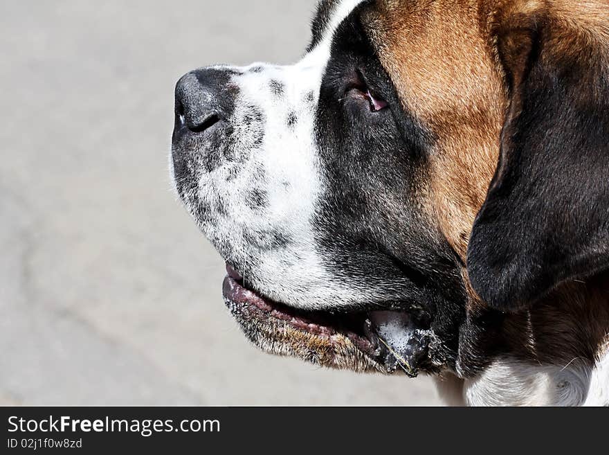 St. Bernard Dog