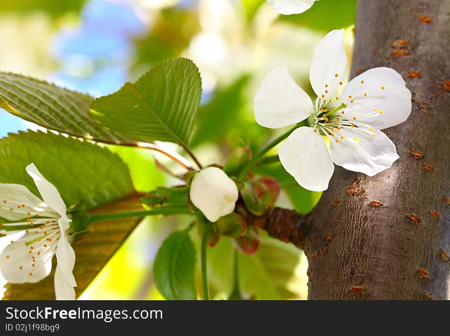 Spring time: white cherry blossoms