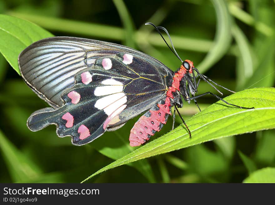 A baeutiful butterfly on the leaf