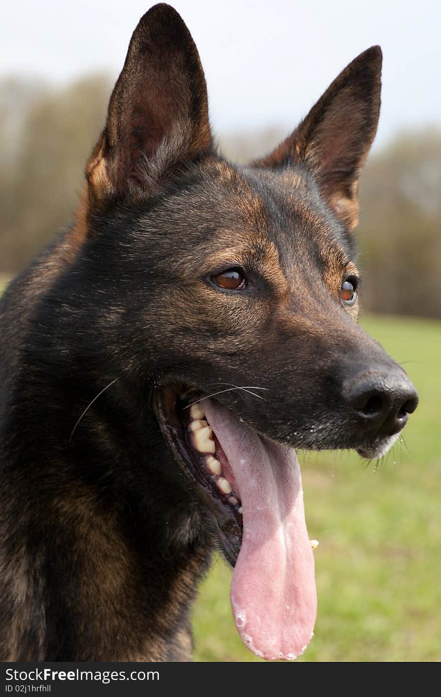 German Sheepdog