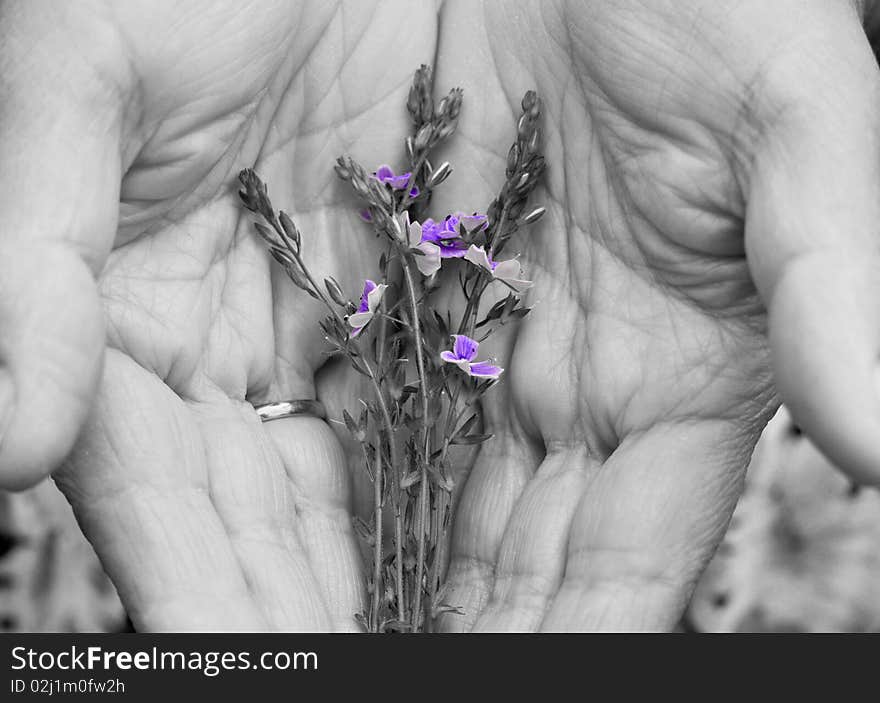 Flowers