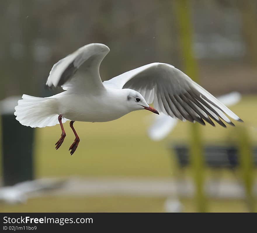 Black-headed gull