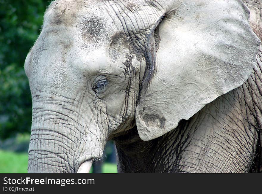 Elephant Skin Wrinkles