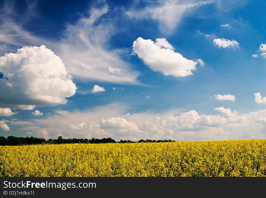 Golden Rapeseed Field.