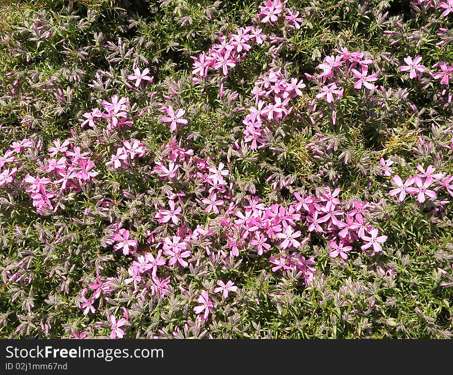 Pink flowers textures suitable as background