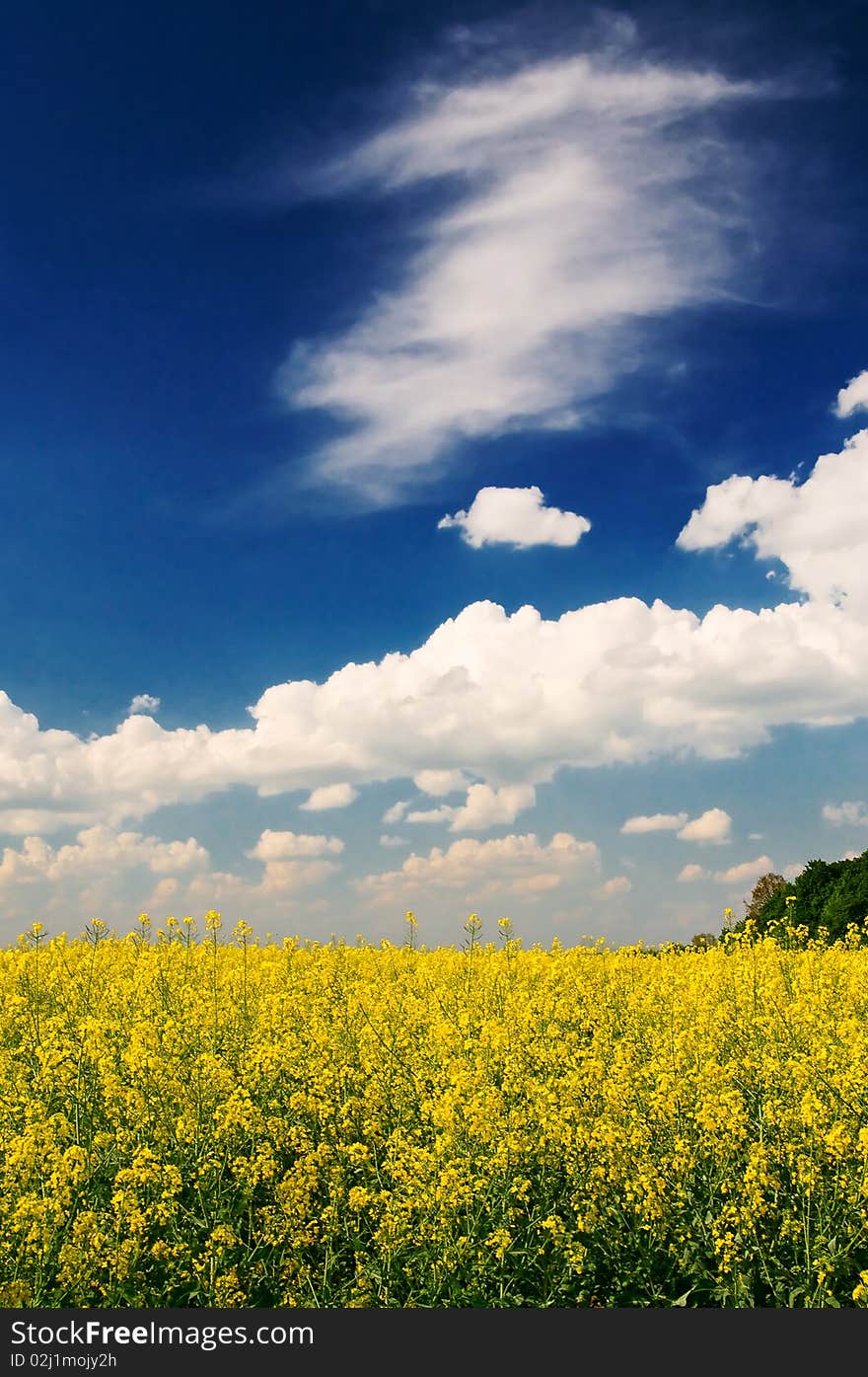 Wonderful rapefield and cloudscape by springtime.