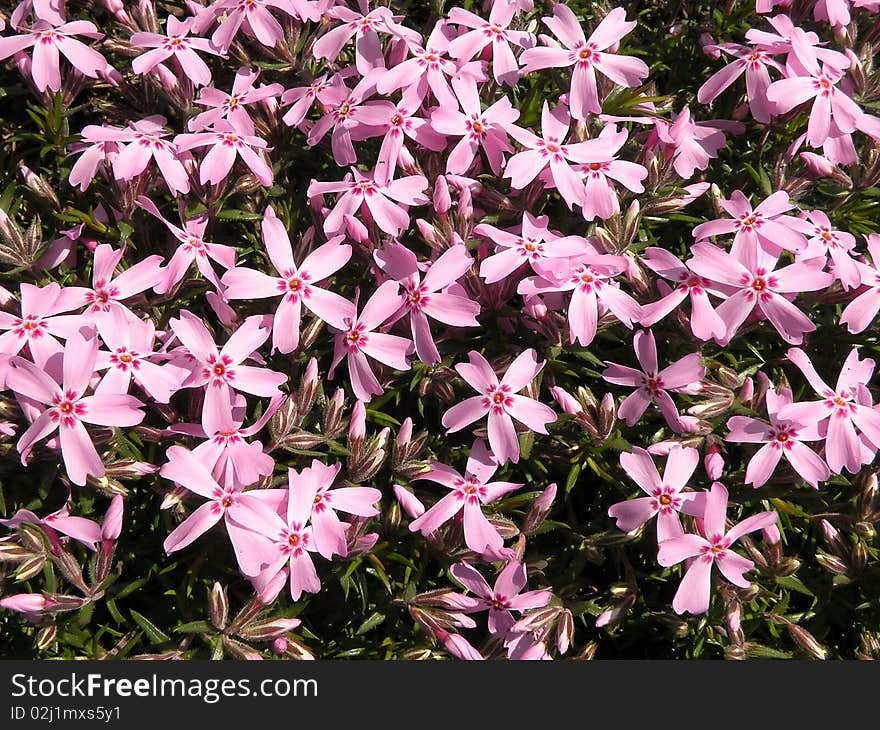 Pink flowers suitable as background