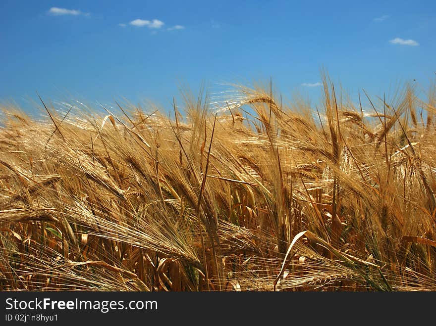 Field of wheat over blue sky