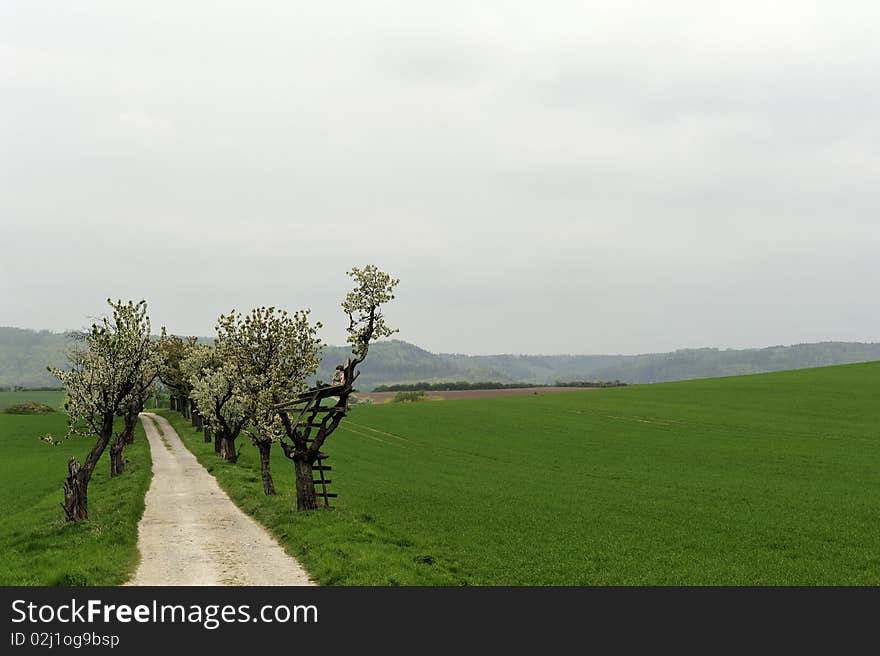 Country road between fields green with wheat sprouts and cherry trees in full bloom