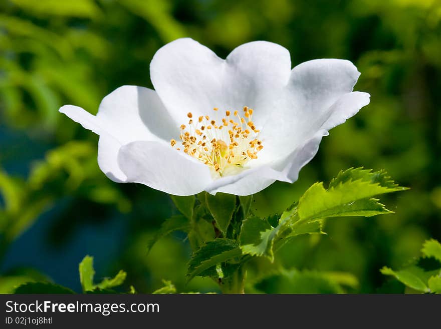 You see a wild rose close up. You see a wild rose close up.