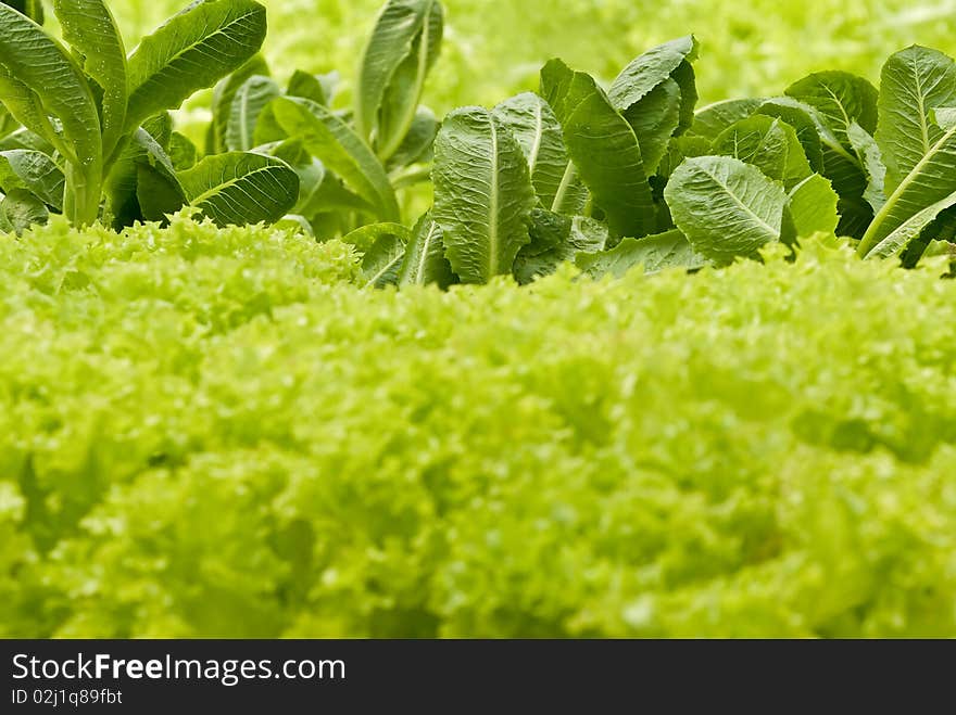 Green vegetable is blooming in the farm. Green vegetable is blooming in the farm