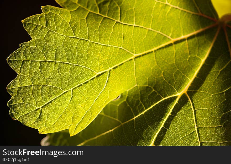 Dramatically Lit Grape Leaf on the Vine