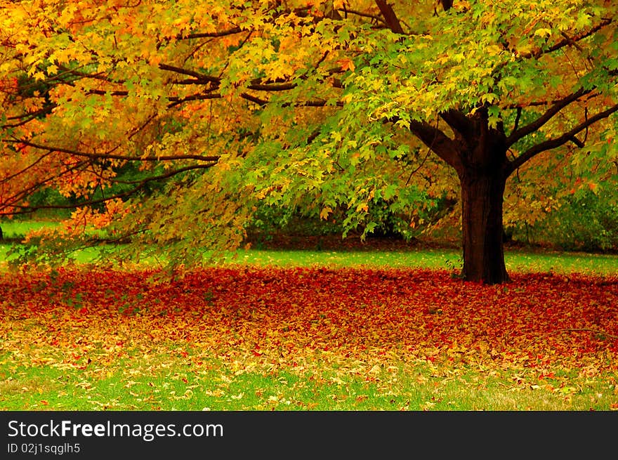 Tree with its foliage in the fall. Tree with its foliage in the fall