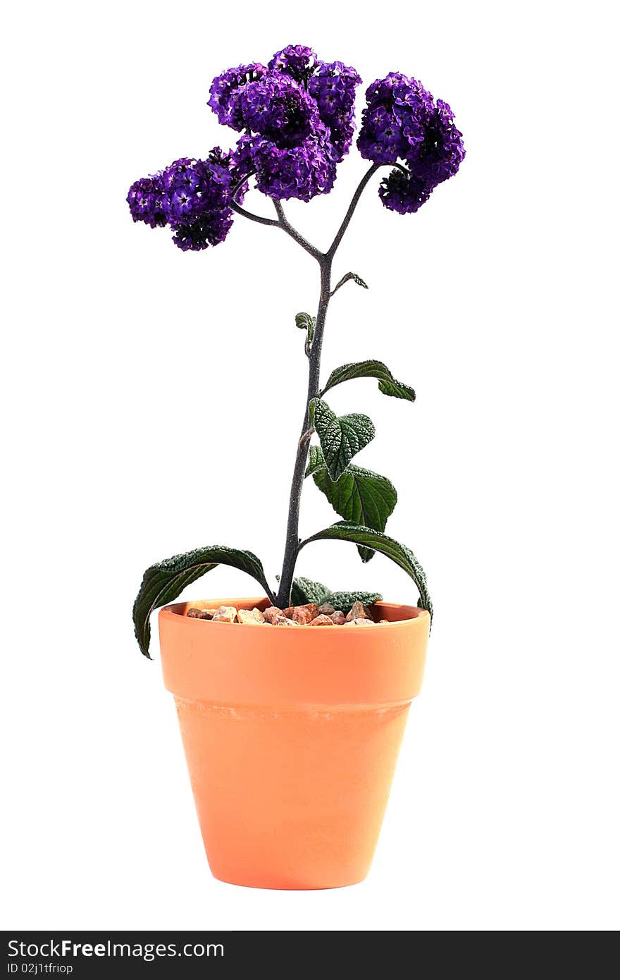 Plant with violet colours in a ceramic pot on a white background. Plant with violet colours in a ceramic pot on a white background.