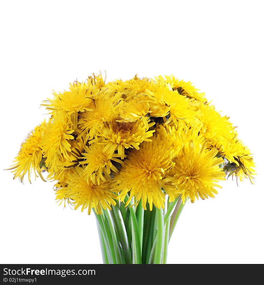 Fresh bouquet of yellow dandelion  isolated on white background