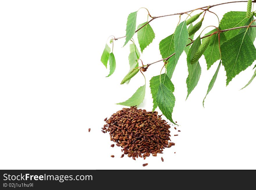 Green birch branches and dried birch buds