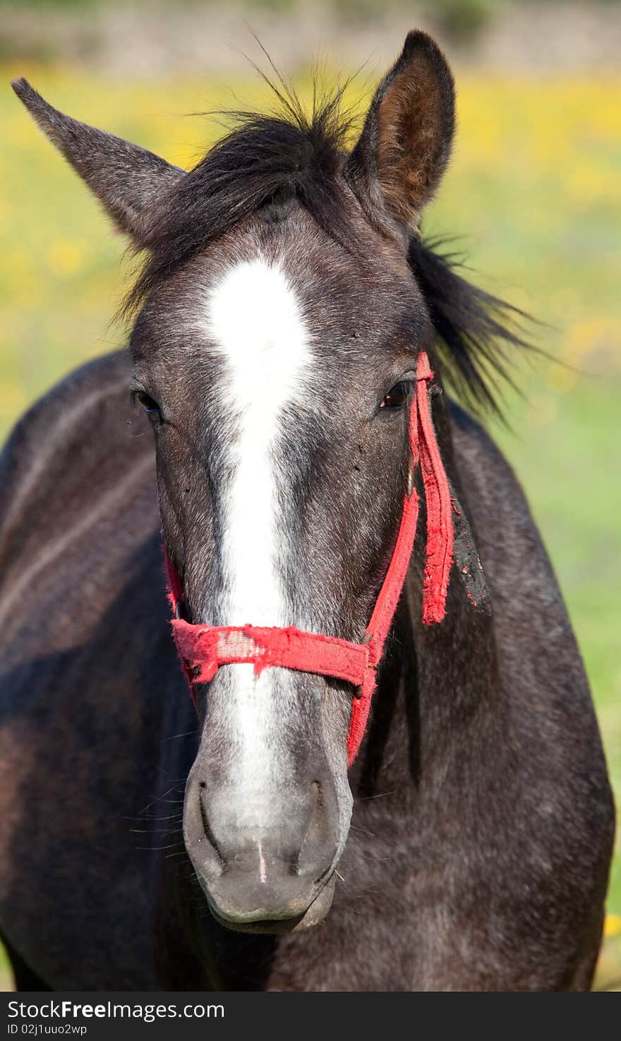 Nice horse in a meadow full of flowers