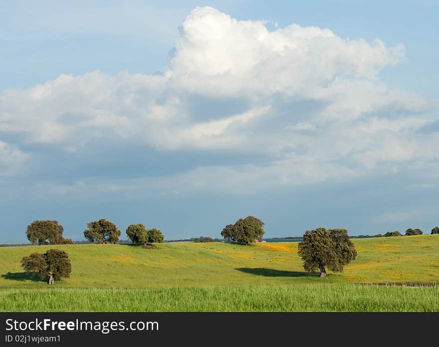 Landscape with some trees and a beautiful sky