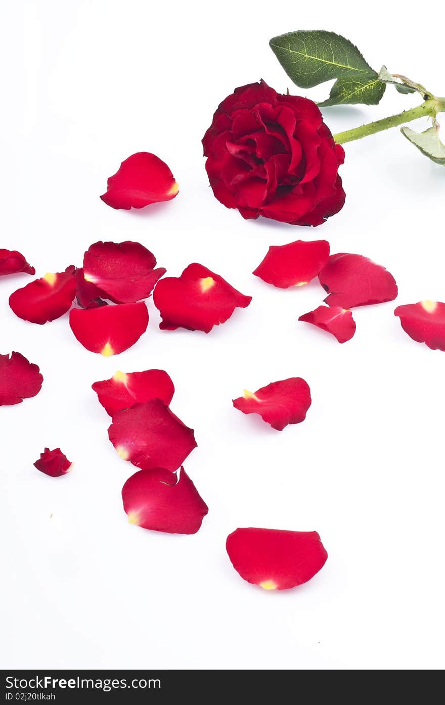 Red rose and rose petals