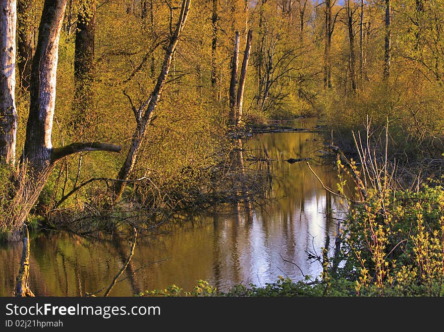 Marsh Wetlands Spring