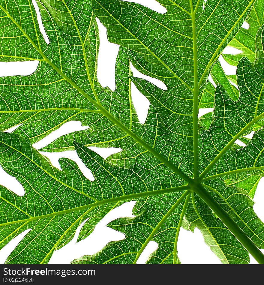 A large green papaya leaf from below showing the lamina, petiole and veins.