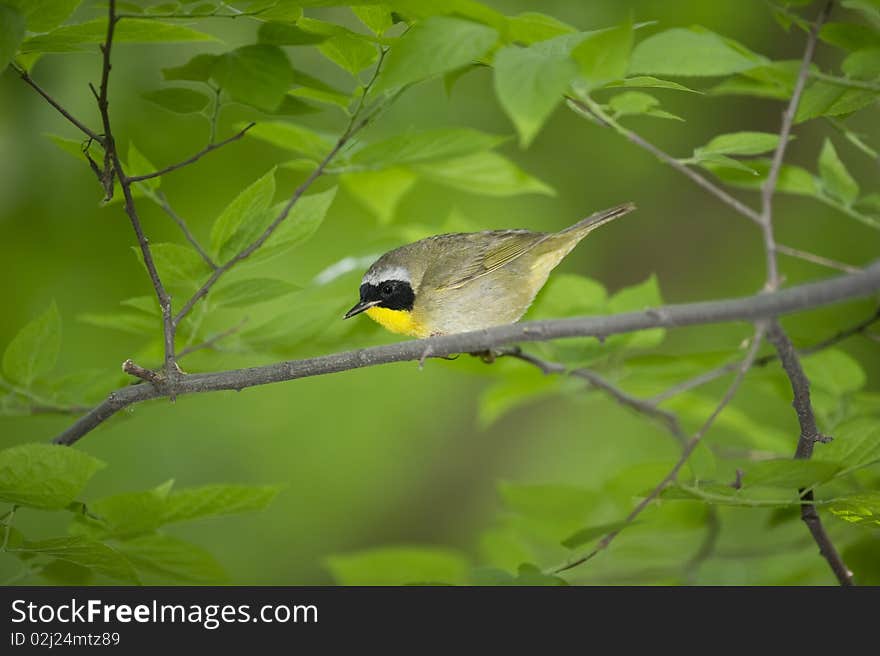 Yellow Throat Warbler: Geothlypis trichas