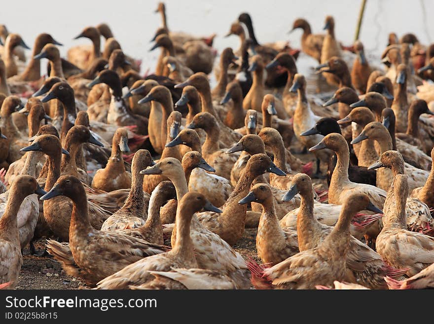 Duck River culture of Thailand