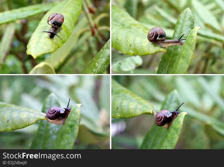 The snail creeps on leaves. The snail creeps on leaves