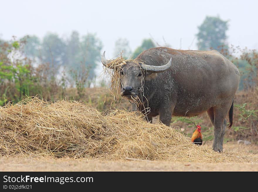 Buffalo Thailand