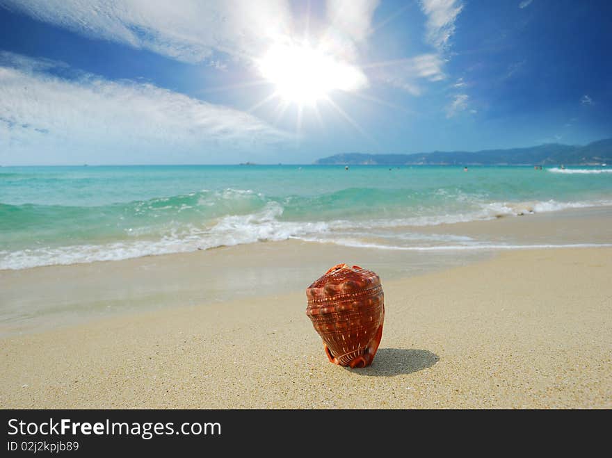 Conch on the beach of sand and sea background