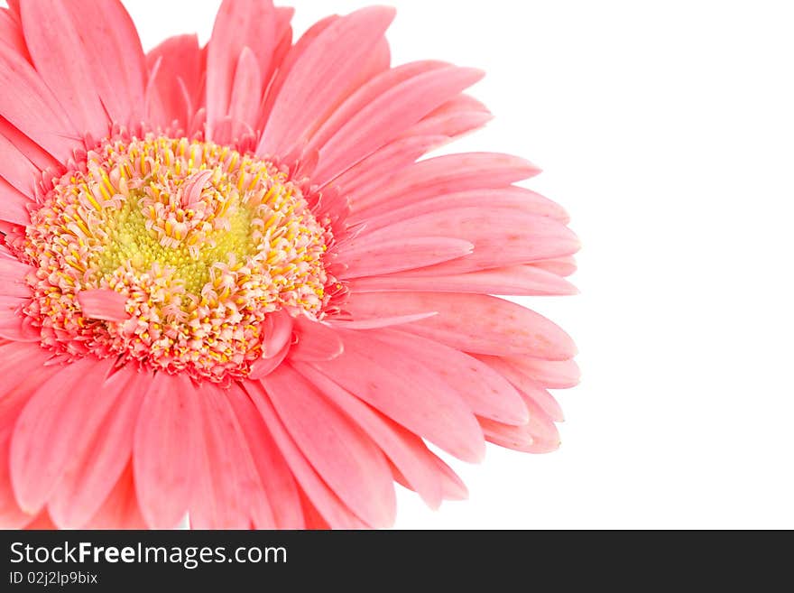 Close up of pink flower on white background. Close up of pink flower on white background