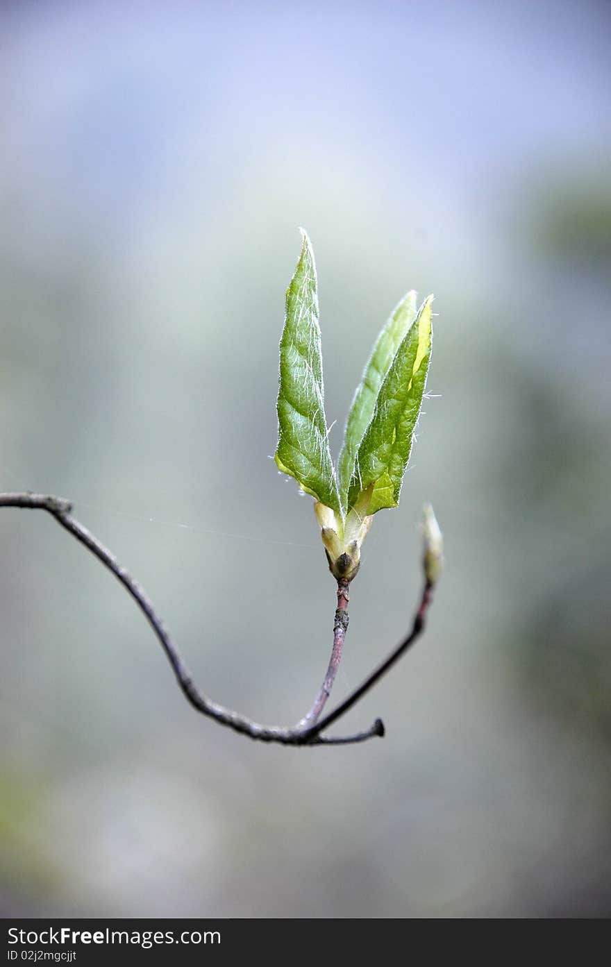 Leaves