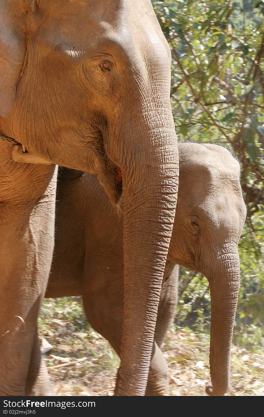 Mother and baby elephant walking in jungles